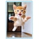thumbnail image 1 of Tarjeta de felicitación con forma de gracioso abrazo de cumpleaños con forma de gato para todas las, 1 of 5