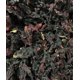 thumbnail image 3 of Té de hierbas Mexgrim Hibiscus Flowers, 550 g, natural a granel, 3 of 9