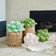 thumbnail image 4 of Almohada decorativa Green Philosophy Co. Succulent® Verde oliva, 4 of 8
