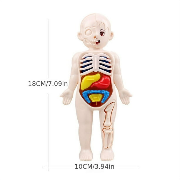 Kid Montessori 3D Puzzle, Human Body Anatomy Model Educational Learning Organ Assembled Toy, Body Organ Teaching Tool For Children