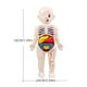 thumbnail image 1 of Kid Montessori 3D Puzzle, Human Body Anatomy Model Educational Learning Organ Assembled Toy, Body Organ Teaching Tool For Children, 1 of 2