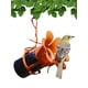 thumbnail image 1 of Comedero para pájaros Songbird Essentials para gelatina y orioles, 1 of 9
