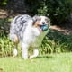 thumbnail image 3 of Juguete para perro Chuckit! Ultra Ball mediana 6,5 cm, paquete de 4, 3 of 6
