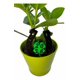 thumbnail image 1 of Herradura - Feliz Año Nuevo 2026, 1 of 2