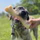 thumbnail image 2 of Nylabone Power Chew Monster Bone - Juguete de Masticar para Perro, Sabor a Pollo, XXL, 2 of 9