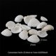 thumbnail image 4 of Conchas marinas SINKOO 1.5-3 cm blancas a granel para manualidades DIY, 4 of 8