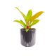 thumbnail image 2 of Planta de Interior Costa Farms Philodendron de 6 in Variegada, 2 of 3