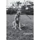 thumbnail image 1 of Vida de perros de Editorial Phaidon, 1 of 3