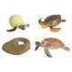 thumbnail image 3 of Juguete de Tortuga de Ciclo de Vida, Modelo de Biología Educativa para Niños de 3 a 6 años, Accesorios de Enseñanza Realistas, Figuras de Animales, Ki tortuga marina, 3 of 5