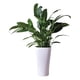 thumbnail image 1 of Macetero autorregante Teresa 26, 1 of 2