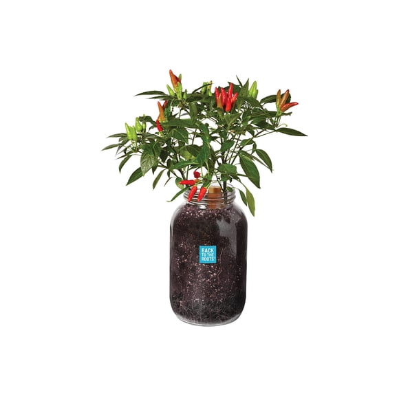 Chili Planter Back to the Roots Cultiva chiles orgánicos