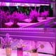 thumbnail image 5 of Lámpara LED para plantas de 144 LED de espectro completo, regulable, para crecimiento de plantas de interior, con temporizador, 5 of 6