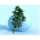 thumbnail image 3 of Hiedra Artificial Inglesa 89cm, 3 of 3
