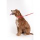 thumbnail image 4 of Collar Minnie Talla M + Correa, 4 of 4