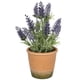 thumbnail image 2 of Mini Lavanda morada de 25 cm con macetero, 2 of 2