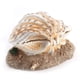 thumbnail image 2 of Decoracion De Acuario Xusx111, 2 of 3