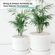 thumbnail image 3 of Pebbles GASPRO, 1,13 kg, para plantas de interior, rocas blancas de 3/8 pulgadas, 3 of 7