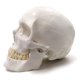 thumbnail image 2 of Modelo anatómico EVOTECH SCIENTIFIC: cráneo humano adulto, 2 of 6