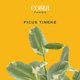 thumbnail image 3 of Planta viva Ficus Tineke Costa Farms de 30 a 46 cm de alto, 3 of 9