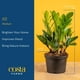 thumbnail image 4 of Maceta decorativa Live Plant Costa Farms ZZ en maceta decorativa de 30 a 50 cm de altura, 4 of 9