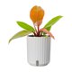 thumbnail image 1 of Planta de Interior Costa Farms Philodendron de 6 in Variegada, 1 of 3