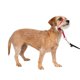 thumbnail image 1 of Collar para perro PetSafe Gentle Leader No-Pull, pequeño, rojo, 1 of 6