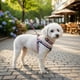 thumbnail image 3 of Correa, Arnés Y Collar Para Perros De Razas Pequeñas, 3 of 6