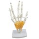 thumbnail image 4 of Modelo De Articulación De Mano De Tama?o Real, Modelo De Anatomía Humana, Herramientas De Aprendizaje Para Ni?os, 4 of 5