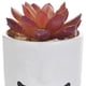 thumbnail image 3 of Suculenta Decorativa Antoine Roja, 3 of 4