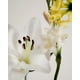 thumbnail image 2 of Vela Maison Louis Marie 240 g No. 05 Kandilli, 2 of 6