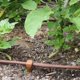 thumbnail image 3 of Dripline DIG MICROLINE™ SHB106 de 100 pies con espaciado entre emisores de 6 pulgadas, 3 of 8