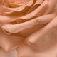 thumbnail image 4 of Perfume ABEL Nurture Mini Eau de Parfum, 6 ml, 100% natural, 4 of 4