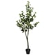 thumbnail image 2 of Arbol de Camelia blanca de 180 cm, 2 of 2
