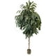 thumbnail image 1 of Planta Decorativa Árbol de Ficus Alli No Incluye, 1 of 2