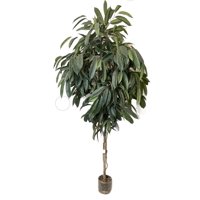 Corel - Planta Decorativa Árbol De Ficus Alli No Incluye