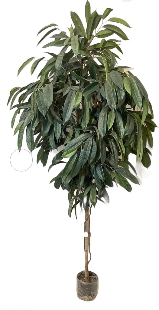 Corel - Planta Decorativa Árbol De Ficus Alli No Incluye