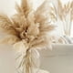 thumbnail image 5 of 5pcs Ramillete De Pampas Naturales O Colas Zorro Para Decoración, Longitud 120cm, 5 of 8