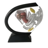 Magideal - Modelo Uterino De Ciencia, Kits De Laboratorio De Estructura Ovárica, Modelo Anatómico, Modelo De Sistema Reproductivo Femenino Para Material Didáctic