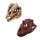 thumbnail image 4 of 2 Piezas De Resina De Dinosaurio Modelo De Cráneo Dilophosaurus Y Ceratosaurus Coleccionables, 4 of 5
