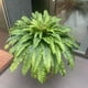 thumbnail image 4 of Plantas artificiales de helechos artificiales Galebeiren, 50 plantas grandes con 98 hojas, 4 of 8