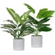 thumbnail image 1 of Plantas artificiales Der Rose, paquete de 2, tropicales para interior, 41 cm, 1 of 8