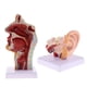thumbnail image 3 of Paquete De 2 Modelos De órganos Humanos, Cavidad Oral Nasal, Garganta Y Oído Con Base, 3 of 5