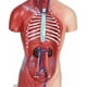 thumbnail image 3 of Torso Humano 28 Cm - Modelo Anatómico Órganos Extraíbles, 3 of 7