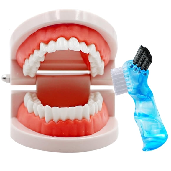Modelo de dientes dentales con cepillo dental para niños Ceonam