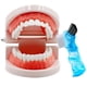 thumbnail image 1 of Modelo de dientes dentales con cepillo dental para niños Ceonam, 1 of 6