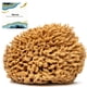 thumbnail image 1 of Sea Sponge Soft Natural X Large Para Bañarse, 1 of 7