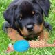 thumbnail image 3 of Set 3 Juguetes Cuerda Goma Pelota Perro Gatos Mascotas Lau, 3 of 3