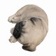 thumbnail image 3 of Figuine Hi-Line Gift Ltd. Pug Dreamland, poliresina marrón, 3 of 5