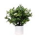 thumbnail image 1 of Planta Artificial Murraya 45 cm, 1 of 1