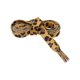 thumbnail image 2 of INSPIRE CHIC Cordones de zapatos planos con estampado de leopardo, patrón animal, para zapatillas deportivas, 2 pares, amarillo marrón, 120 cm/47.2", 2 of 4